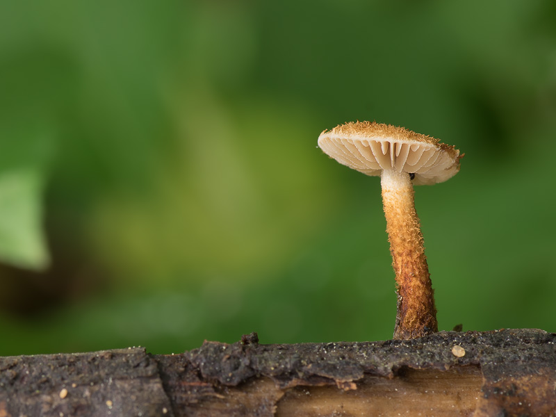 Phaeomarasmius erinaceus